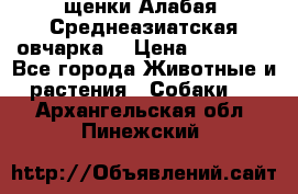 щенки Алабая (Среднеазиатская овчарка) › Цена ­ 15 000 - Все города Животные и растения » Собаки   . Архангельская обл.,Пинежский 